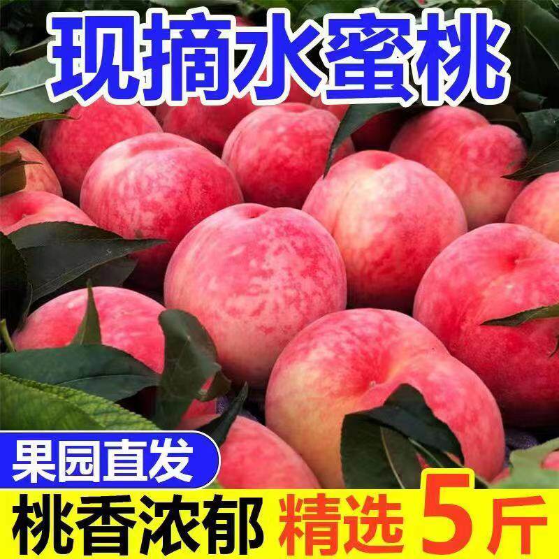 新鲜桃子特价蜜桃现摘现发水蜜桃应季孕妇当季水果脆甜毛桃5斤