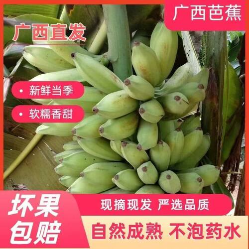 正宗广西牛角蕉酸甜大芭蕉糯米青皮海南皇帝土香蕉新鲜水果整箱