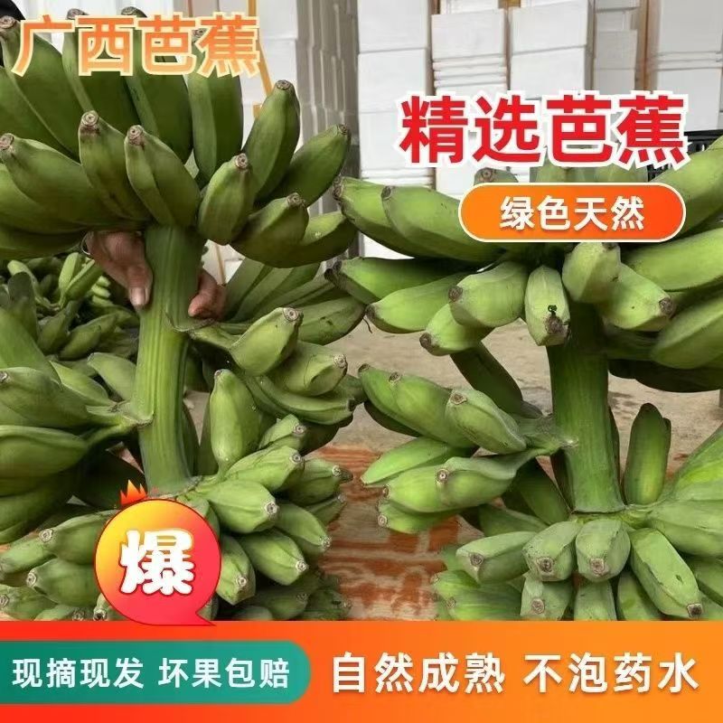 广西大芭蕉牛蕉牛角蕉广东大蕉酸香蕉酸甜大芭焦巴蕉大果特大果