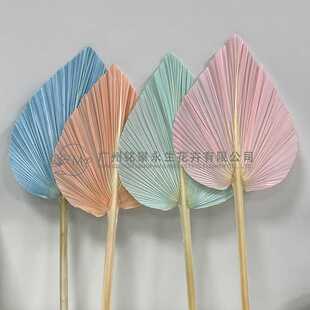 新款直销蒲扇叶彩色棕榈叶大葵扇叶干花扇子大扇子装饰真植物大蒲