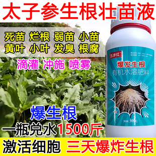 太子参生根液太子参生根剂生根肥料壮苗烂根植物生根壮苗剂小苗