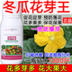 冬瓜促花催芽冬瓜花芽促长素催花保果叶面肥保花保果催花强制座果