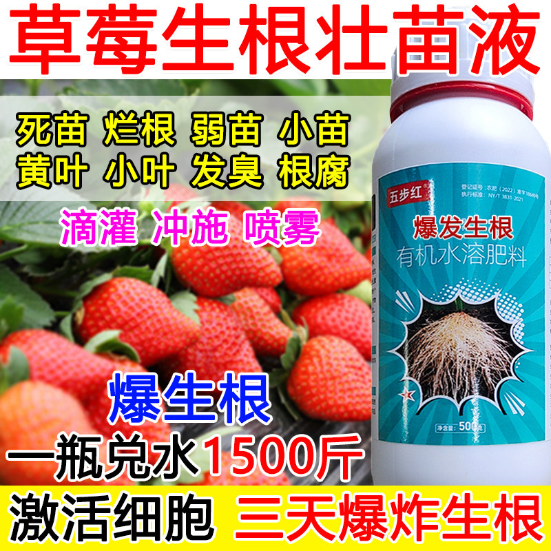 草莓生根液草莓生根剂生根肥料壮苗烂根植物生根壮苗剂正品小苗