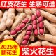 2025红皮花生新货山东原味花生带壳炒熟农家生 柴火铁锅炒货花生