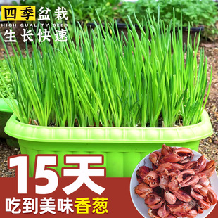 四季 阳台种菜苗 火葱头种小香葱葱头种子四川红葱头苗新鲜盆栽春季