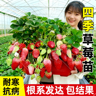草莓苗秧苗带土四季结果奶油红颜盆栽带花带果真红美玲阳台盆栽