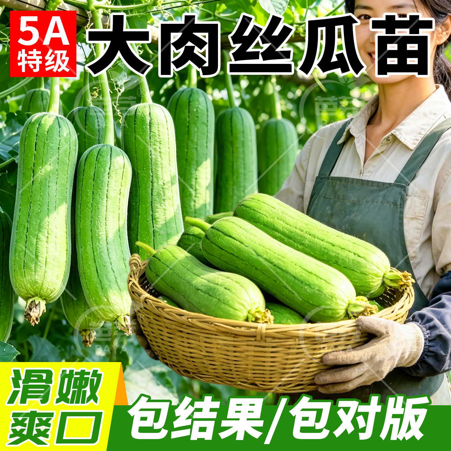 肉丝瓜苗子秧苗大果蔬菜四季苗秧盆栽带土老品种香菱角丝瓜早熟