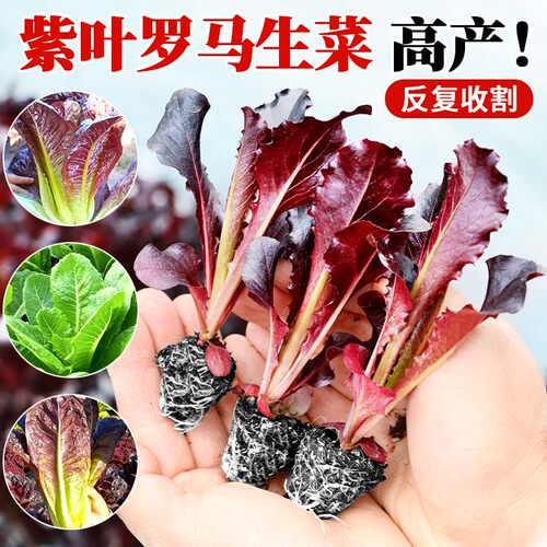 各种生菜苗带土包成活盆栽地栽