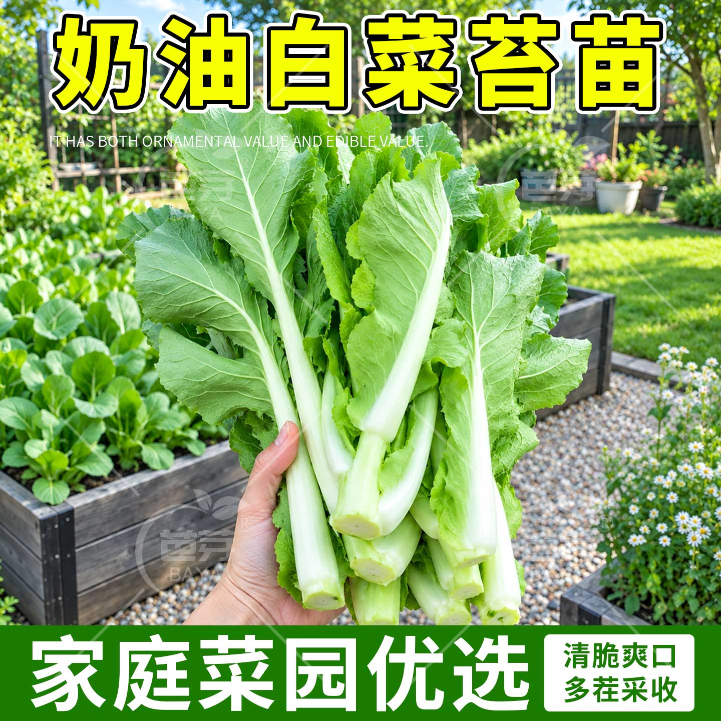 嫩甜奶油白菜苔苗秧苗带土四九菜心种子带土红菜苔四季种植蔬菜苗
