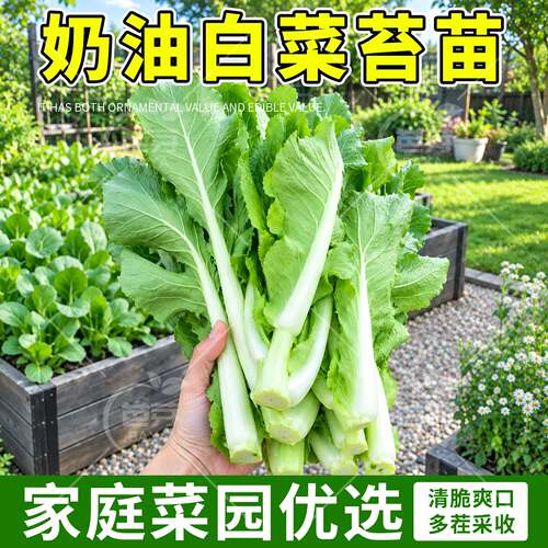 奶油白菜苔苗秧带土四季种植包活