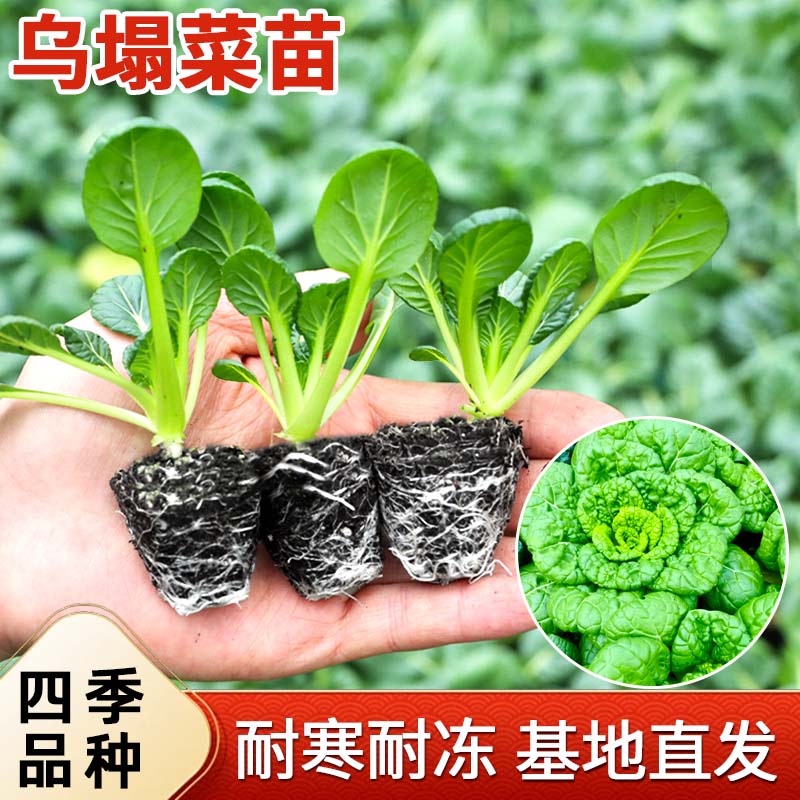 耐寒乌塌菜苗秧苗带土包成活