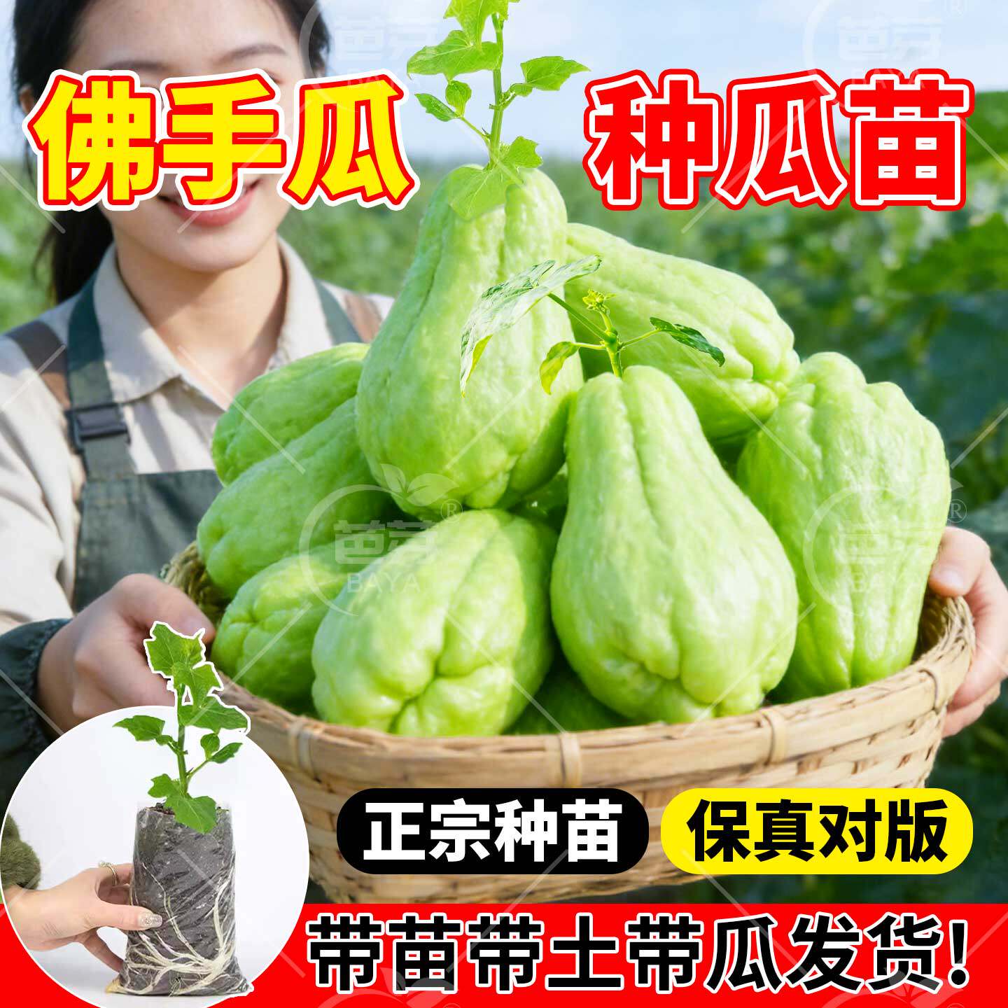 白玉佛手瓜种瓜苗带土带芽发芽盆栽种子种籽菜苗阳台种菜秧苗广西