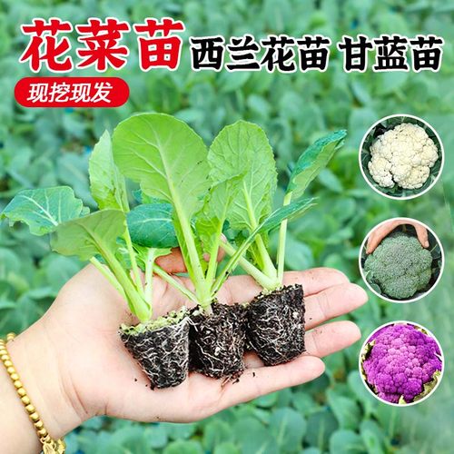 耐热高产青梗花菜苗秧苗花椰菜苗