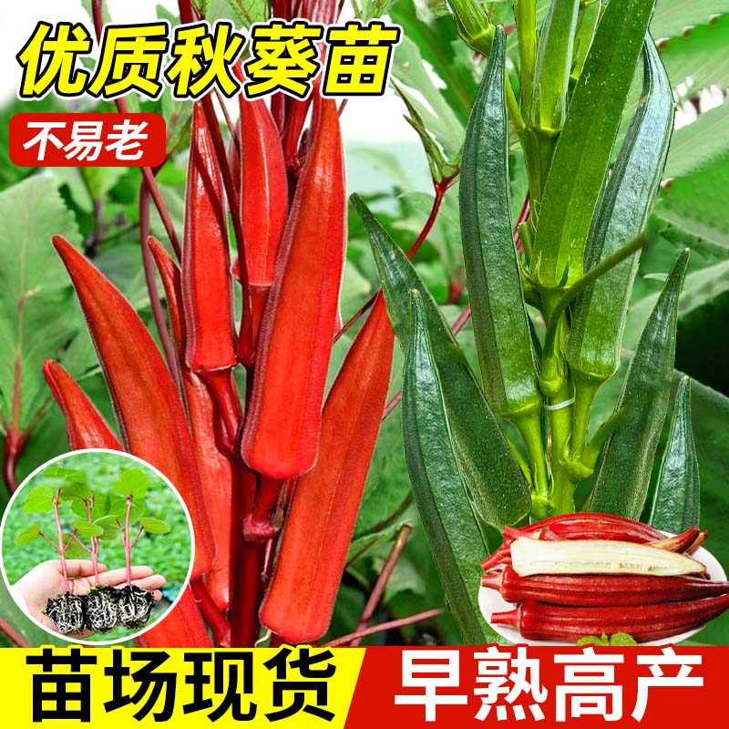 耐老红秋葵苗秧带土超嫩水果秋葵