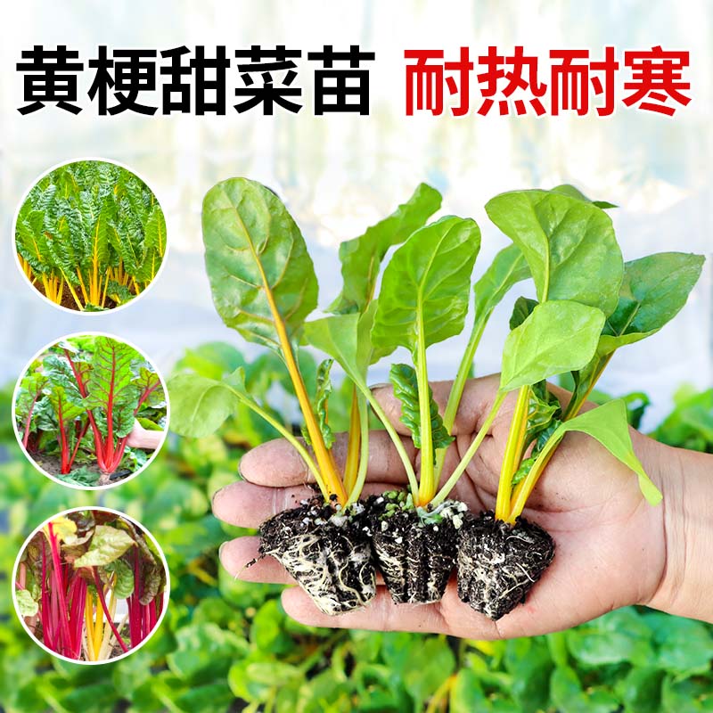 叶用红黄甜菜秧苗耐寒耐热