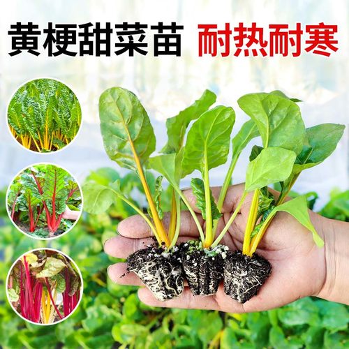 叶用红黄甜菜秧苗耐寒耐热