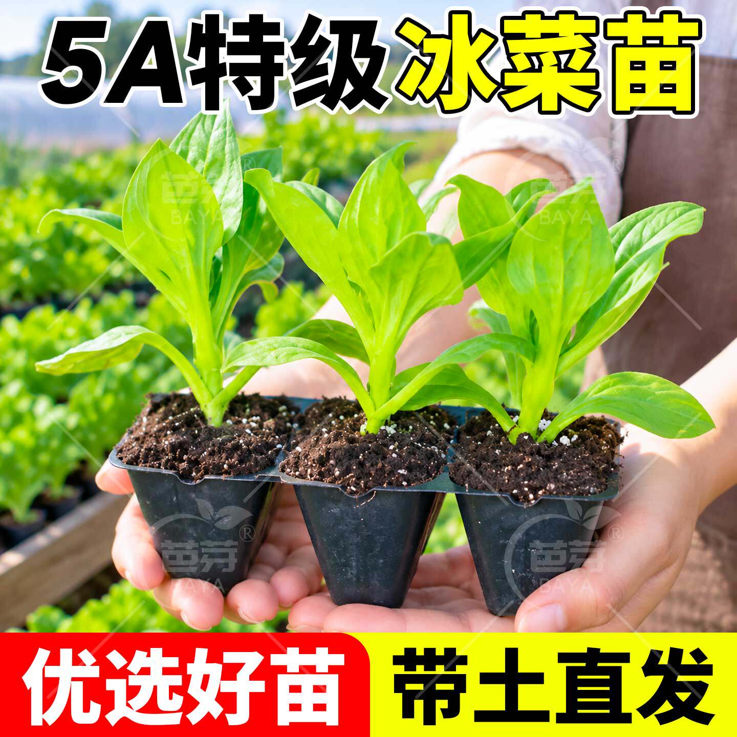 四季大叶水晶冰菜苗带土超大冰粒冰草幼苗种籽高产阳台盆栽蔬菜苗