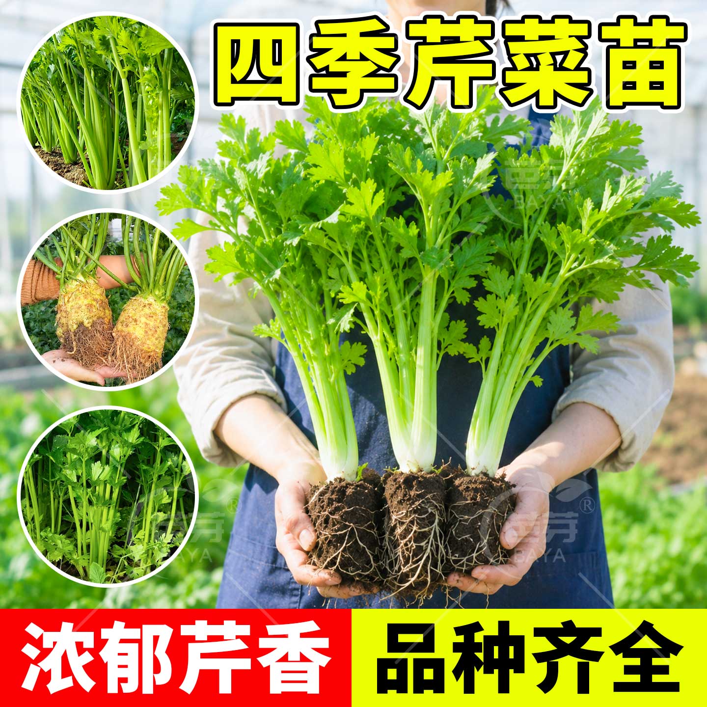 四季芹菜苗秧带土阳台盆栽易种植图片