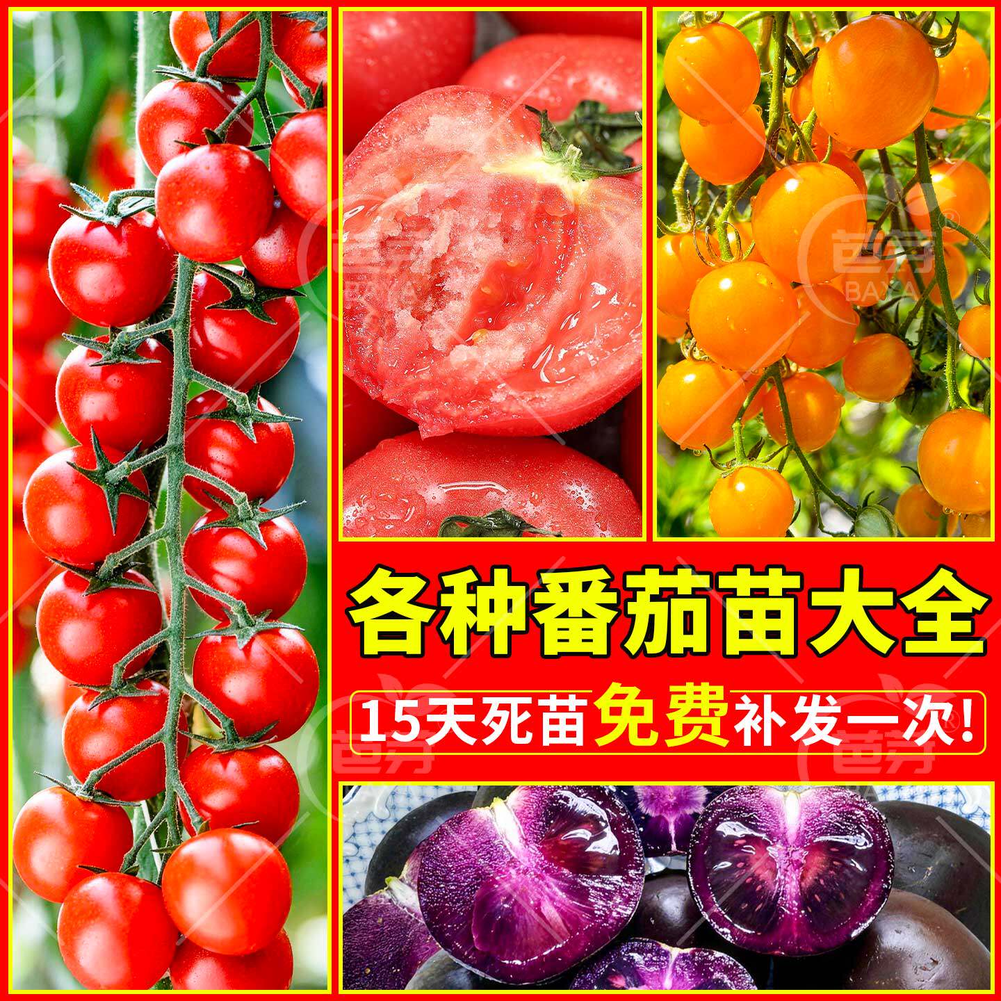 四季小番茄苗秧苗带土盆栽矮生西红柿苗秧春季蔬菜苗千禧圣女果苗