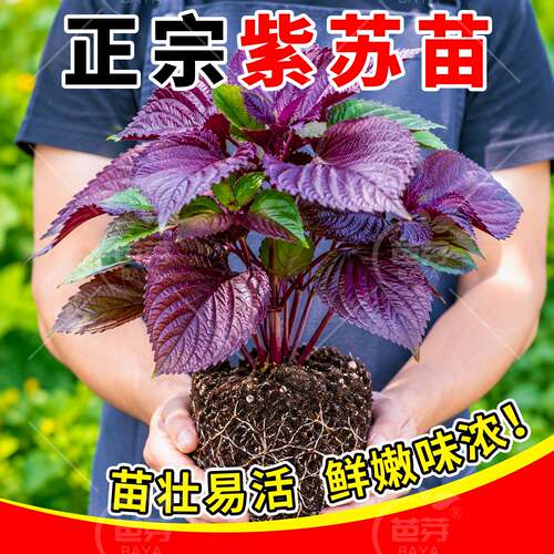 可食用四季双面大叶紫苏秧苗带土