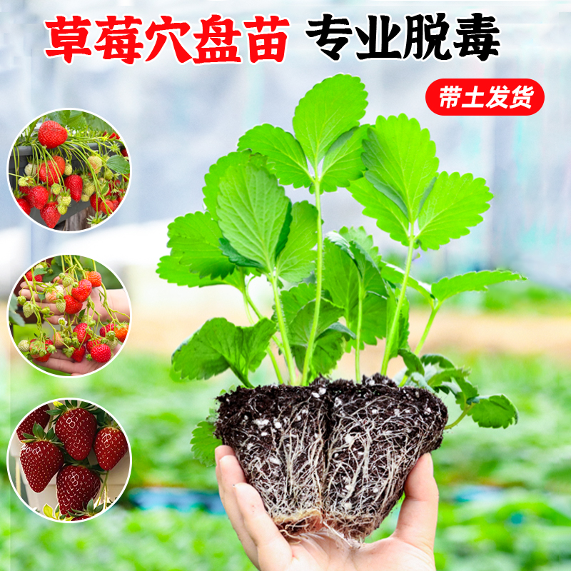 四季奶油草莓苗新苗盆栽包活