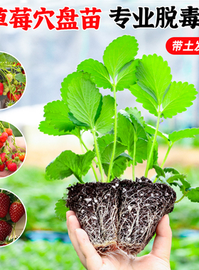 四季奶油穴盘草莓苗秧带土新苗盆栽春季耐寒红颜丹东99四季结果