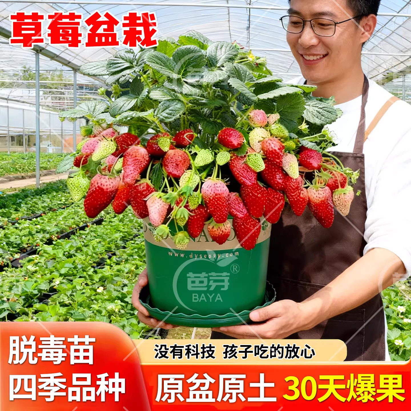 奶油草莓苗盆栽带花带土红颜红美玲四季结果阳台种植秋冬苗秧菜苗