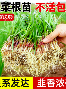 韭菜根苗紫根红根带土蔬菜宽叶大叶独根红韭菜根种籽子种子盆栽苗