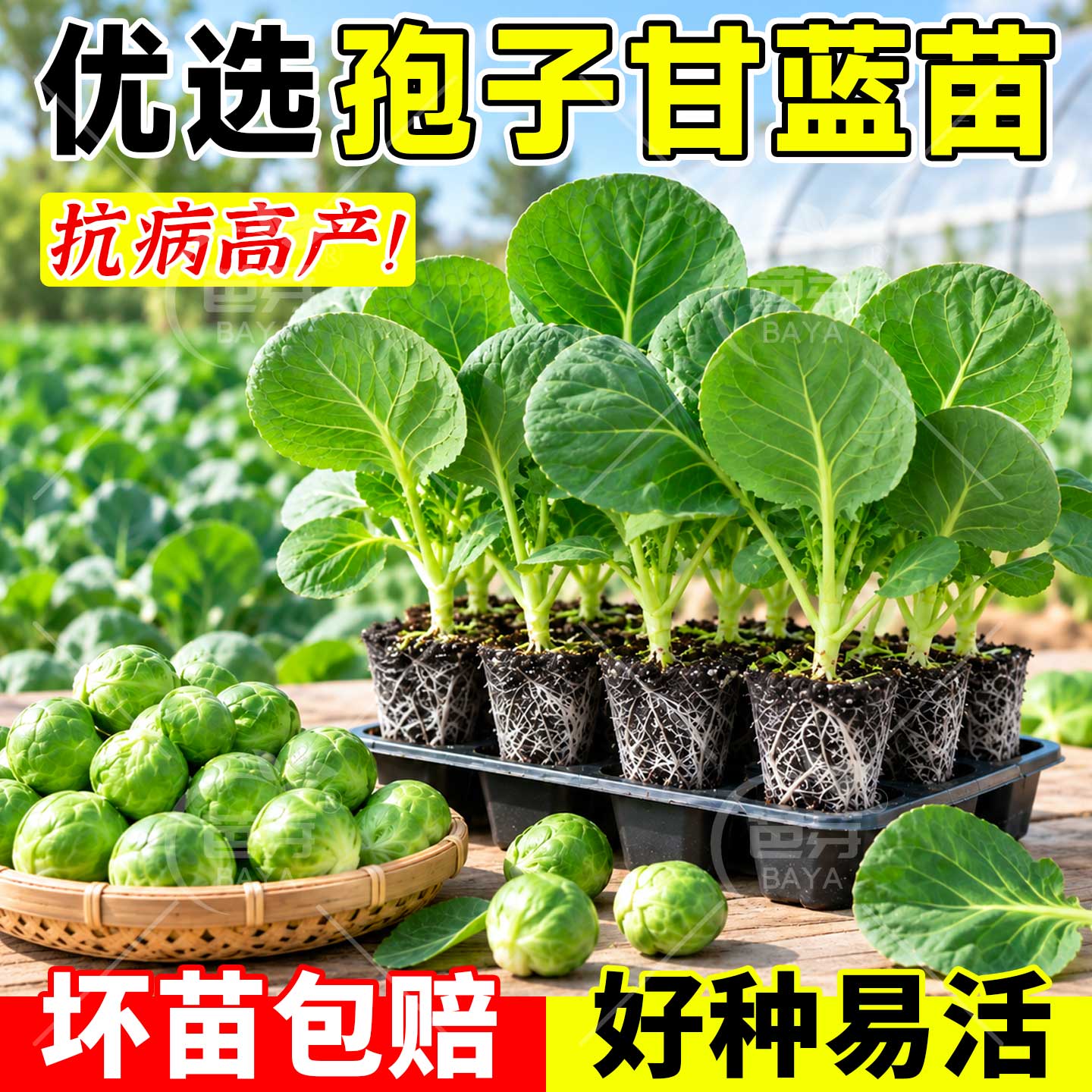 孢子甘蓝苗秧苗牛心羽衣抱子紫甘蓝种子包菜苗卷心菜苗耐热带土