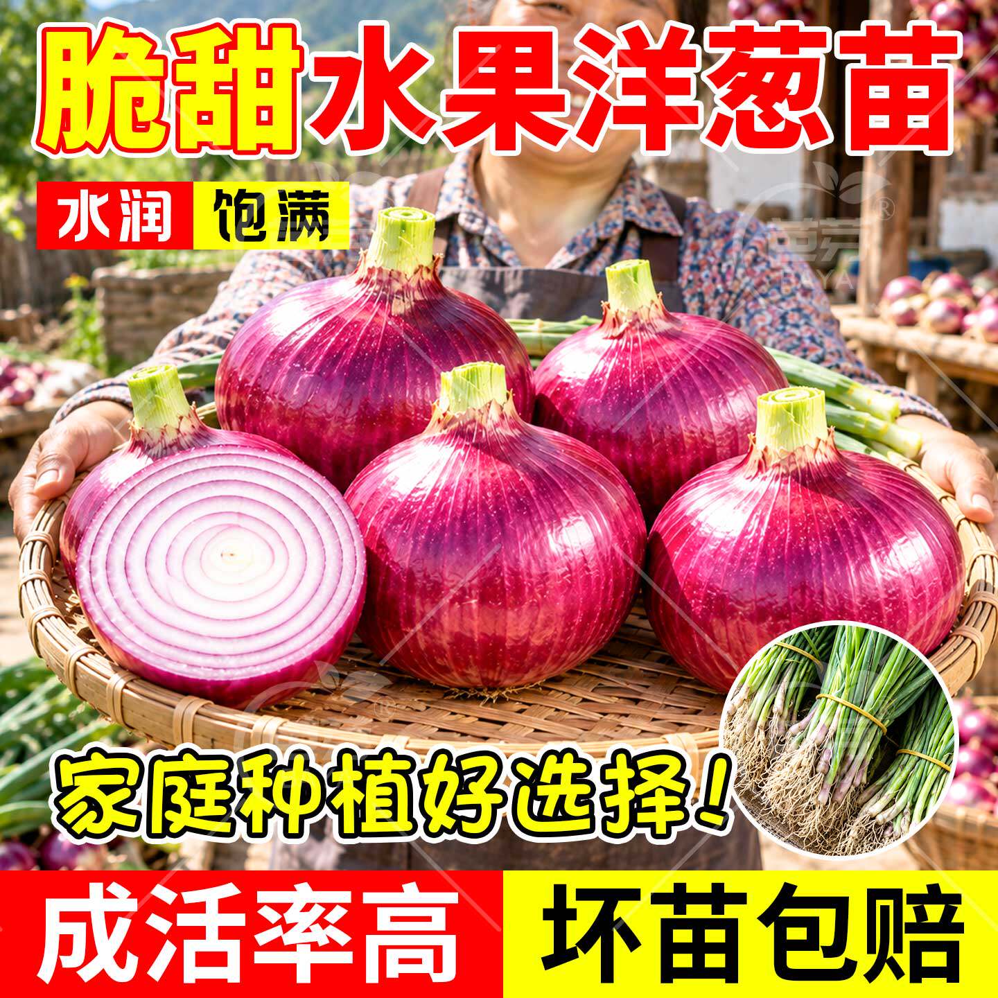 正宗山东寿光紫皮水果洋葱苗带根老品种红皮特大二红扁圆菜苗批发
