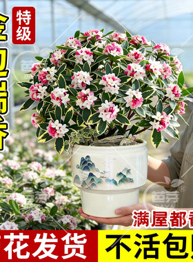 老桩金边瑞香盆栽带花苞浓香型好养活耐寒耐旱阳台年宵花室内花卉