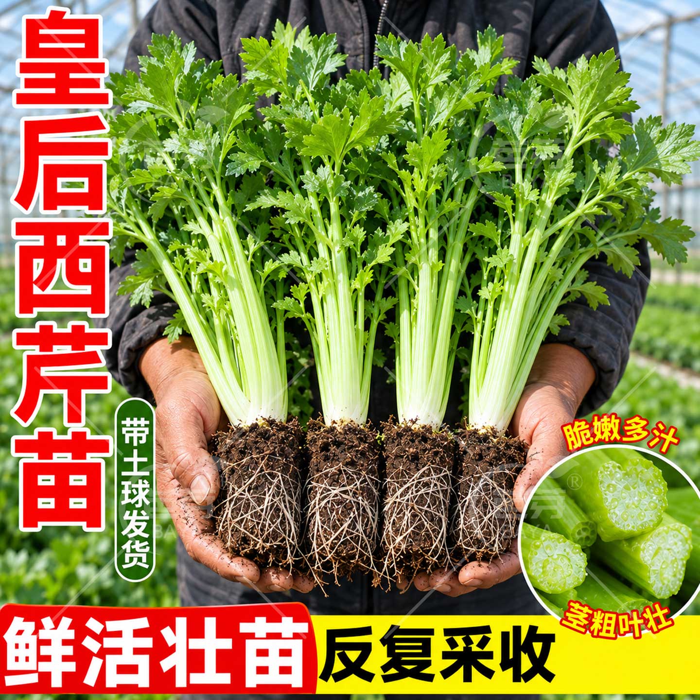 皇后西芹苗秧带土四季老品种本地香实心大芹菜秧苗批发大全蔬菜苗