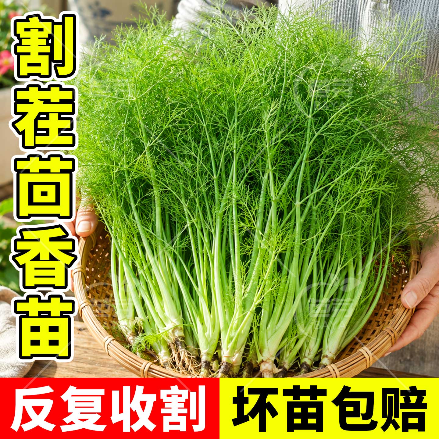 寿光优质茴香苗秧带苗土割茬茴香割完又长四季盆栽阳台春季蔬菜苗