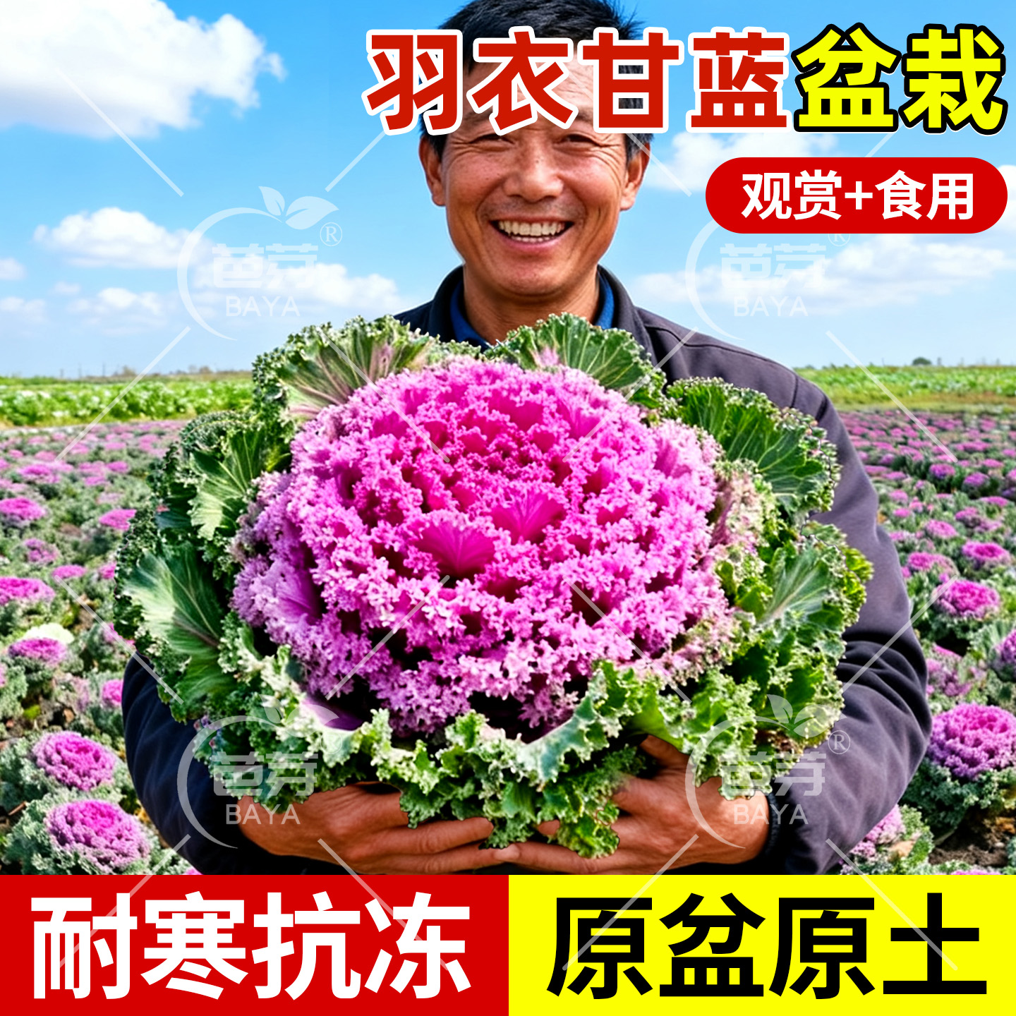 四季观赏食用粉羽衣甘蓝苗盆栽