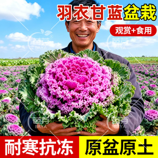 四季 观赏食用粉羽衣甘蓝苗盆栽地栽秧老桩粉绿紫雨衣甘蓝苗菜苗
