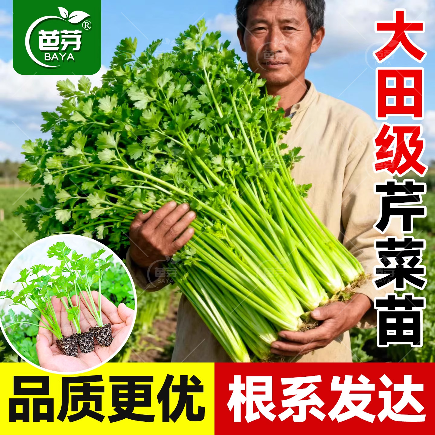 大田级四季水果芹菜苗秧苗带土