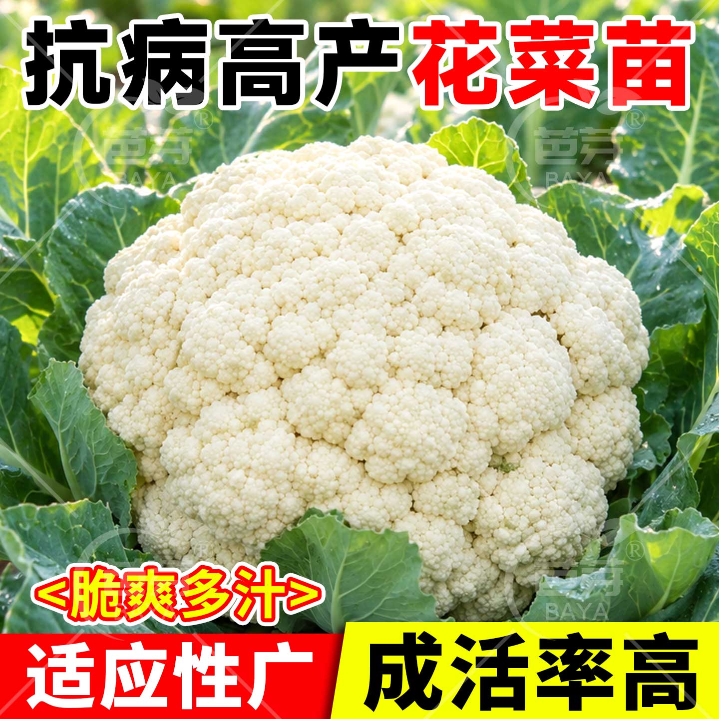四季白花菜苗秧苗带土包成活早熟图片