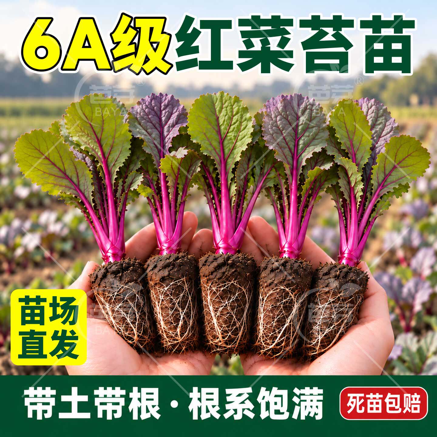 耐寒红菜苔苗秧苗带土正宗湖北洪山早熟老品种种籽子秋冬蔬菜苗