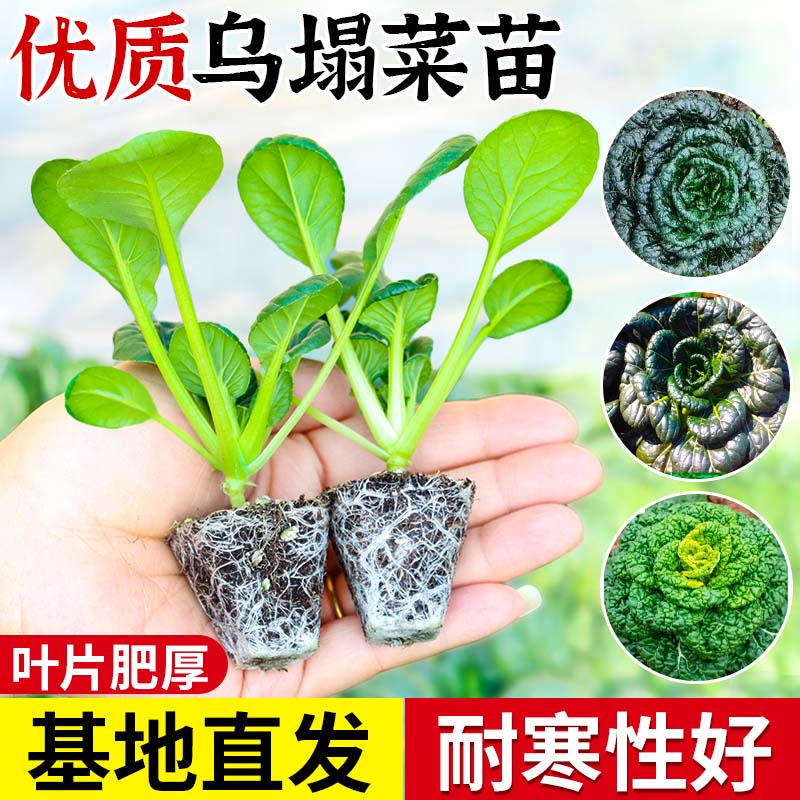 黑心乌塌菜苗秧苗乌秧苗秋冬耐寒黄心乌塌菜种子白菜苗蔬菜苗盆栽