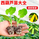 阳台种菜蔬菜苗幼苗 圆西葫芦苗秧苗绿皮油亮瓜苗角瓜北瓜香蕉四季