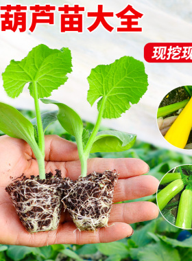 圆西葫芦苗秧苗绿皮油亮瓜苗角瓜北瓜香蕉四季阳台种菜蔬菜苗幼苗
