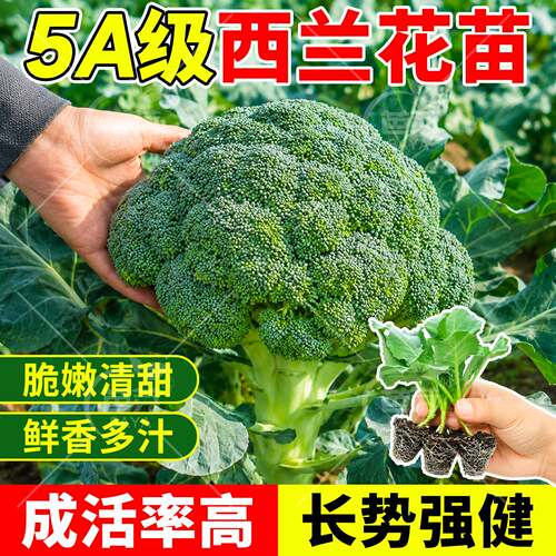 有机西兰花苗秧苗山东寿光包成活