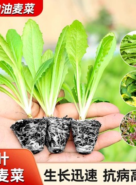 油麦菜苗秧苗麦香味油麦菜广东小叶圆叶香甜生菜苗水培秋冬蔬菜苗