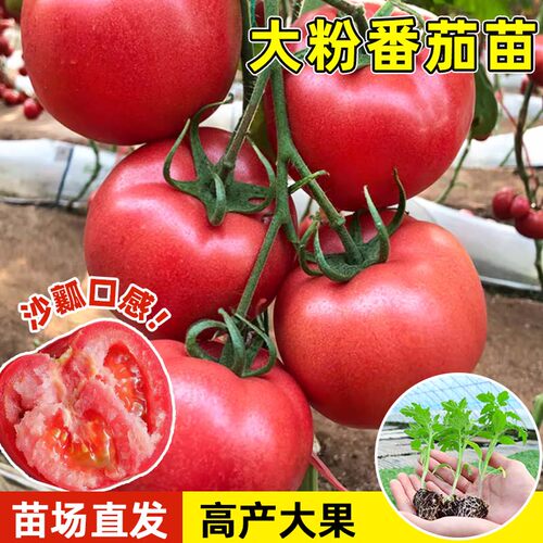 老品种毛粉番茄苗大粉沙瓤超甜