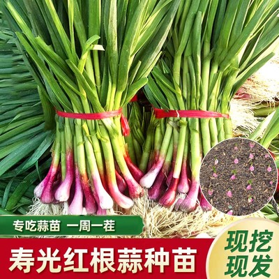 红根蒜苗种苔蒜川蒜耐寒不抽薹