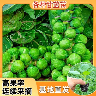 正宗孢子甘蓝苗带土包成活