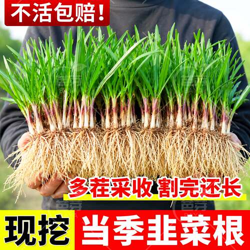 现挖新韭菜根苗宽叶小细叶紫红根