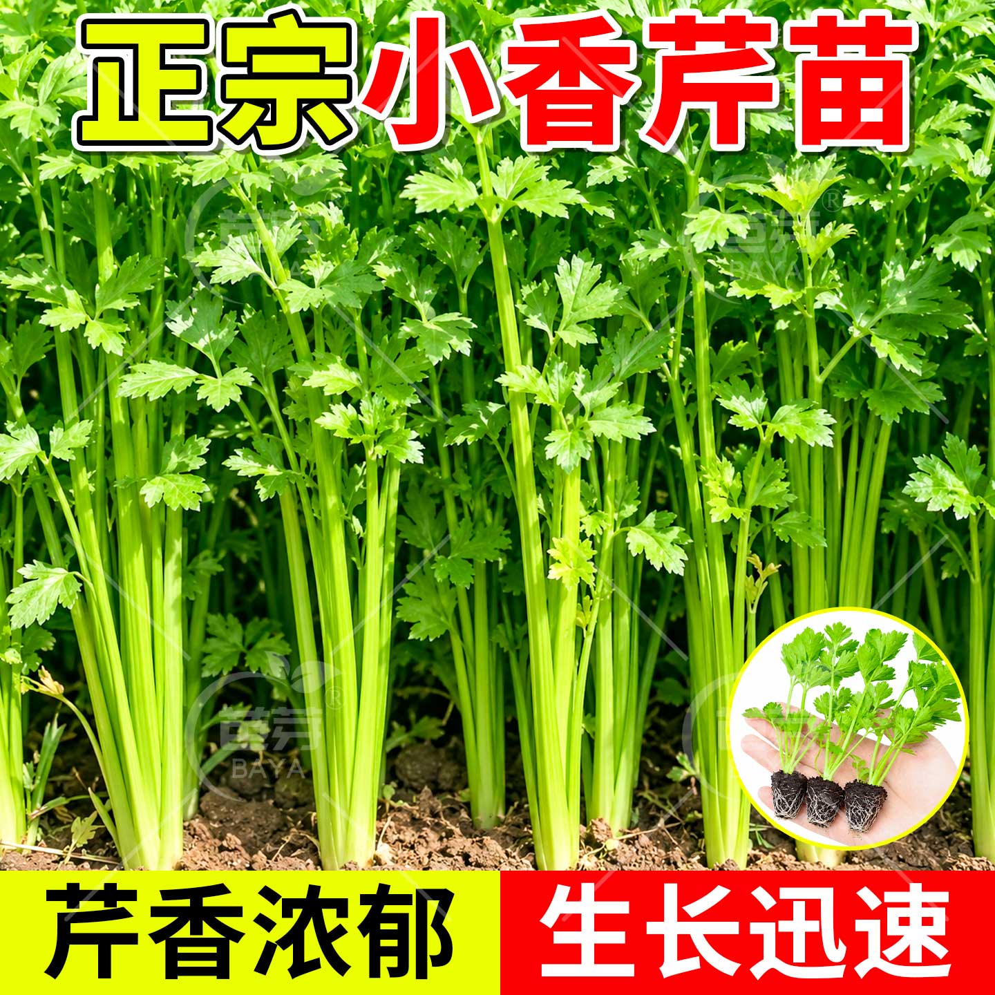 四季水果小香芹菜苗秧苗西芹大芹菜苗老品种土芹菜根苗秋冬蔬菜苗