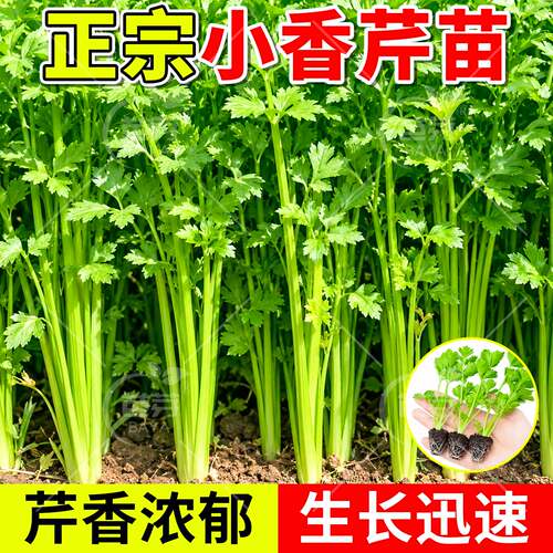 四季小香芹菜苗秧苗带土包成活