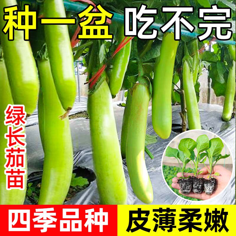 绿长茄苗秧种子圆茄杭茄线茄青紫水果茄子春秋四季阳台盆栽带土球